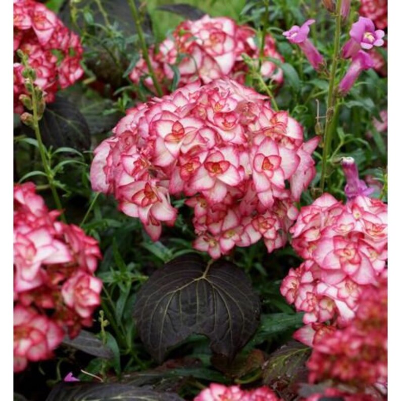 RosieBelleFarm Hydrangea Macrophylla Miss Saori