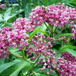 May include: A close-up of a cluster of pink and white butterfly weed flowers with a bee on one of the flowers.