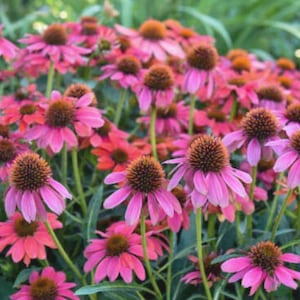 May include: A close-up view of a cluster of pink coneflowers in bloom. The flowers have a central cone surrounded by delicate pink petals.