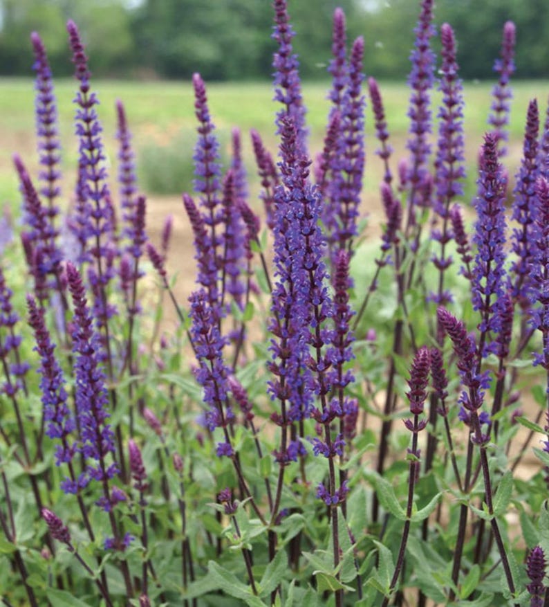 RosieBelleFarm Salvia Nemorosa Caradonna