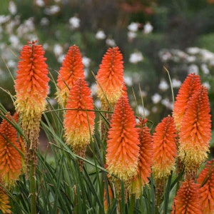 Kniphofia Backdraft  Red Hot Poker - 3 Well Rooted Starter Plants in 1 Qt Pots Grown at Rosie Belle Farm - Free Shipping Included