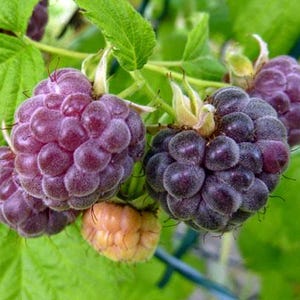 May include: Close-up of three ripe black raspberries with a purple hue, growing on a green vine. The raspberries are clustered together and have a slightly fuzzy texture.