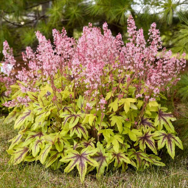 Heucherella Eye Spy (Foamy Bells) 3 Well Rooted Plants in 1 Qt Containers - Grown at Rosie Belle Farm - Price Includes Shipping