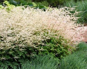 Aruncus Chantilly Lace (Goats Beard) - 3 Well Rooted Starter Plants im 1 Qt Pots Grown at Rosie Belle Far, - Price Includes Shipping