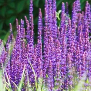 Salvia Nemorosa &#39;Caradonna&#39; in 3 Well Rooted Starter Plants in 1 Quart Containers Grown at Rosie Belle Farm - Price Includes Shipping