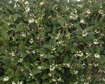 Fragrant Tea Olive (Osmanthus fragrans) - 3-4 Foot Tall Tree in a 3 Gallon Pot - Grown at Rosie Belle Farm - Free Shipping
