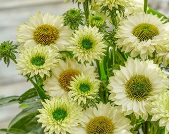 Echinacea Sunseekers 'White Perfection' (Coneflower) - 3 plantas iniciales bien arraigadas en macetas de 1 cuarto cultivadas en Rosie Belle Farm - Envío gratis