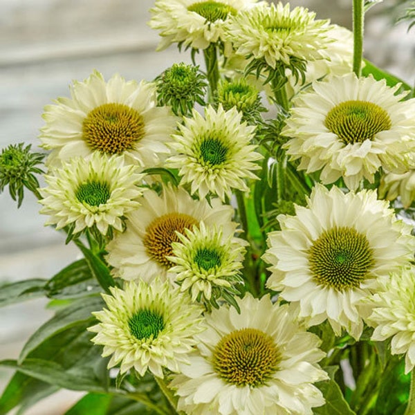 Echinacea Sunseekers 'White Perfection' (Coneflower) - 3 Well Rooted Starter Plants in 1 Qt Pots Grown at Rosie Belle Farm - Free Shipping