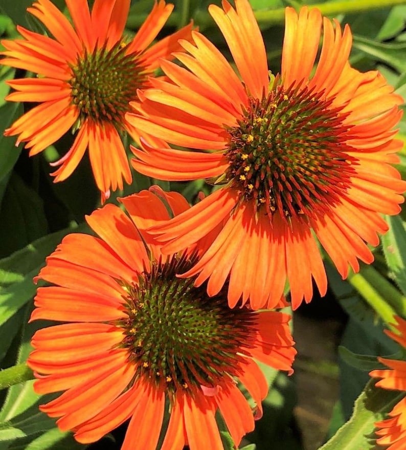 RosieBelleFarm Echinacea Butterfly