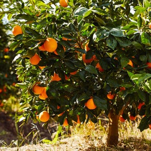 May include: A close-up of an orange tree laden with ripe, bright orange fruit. The tree's green leaves provide a lush backdrop. The oranges are in various stages of ripeness, creating a vibrant display of nature's bounty. The tree is in a field.