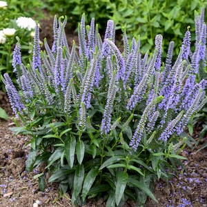 Veronica Ever After (Spike Speedwell) - 3 Well Rooted Starter Plants in 1 Qt Pots - Grown at Rosie Belle Farm - Price Includes Shippng