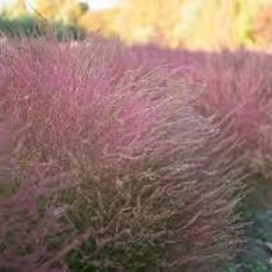 Pink Muhly Grass - 3 Well Rooted Plants  in 1 Quart Containers Grown at Rosie Belle Farm - Price Includes Free Shipping