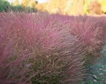 Pink Muhly Grass - 3 Well Rooted Plants  in 1 Quart Containers Grown at Rosie Belle Farm - Price Includes Free Shipping