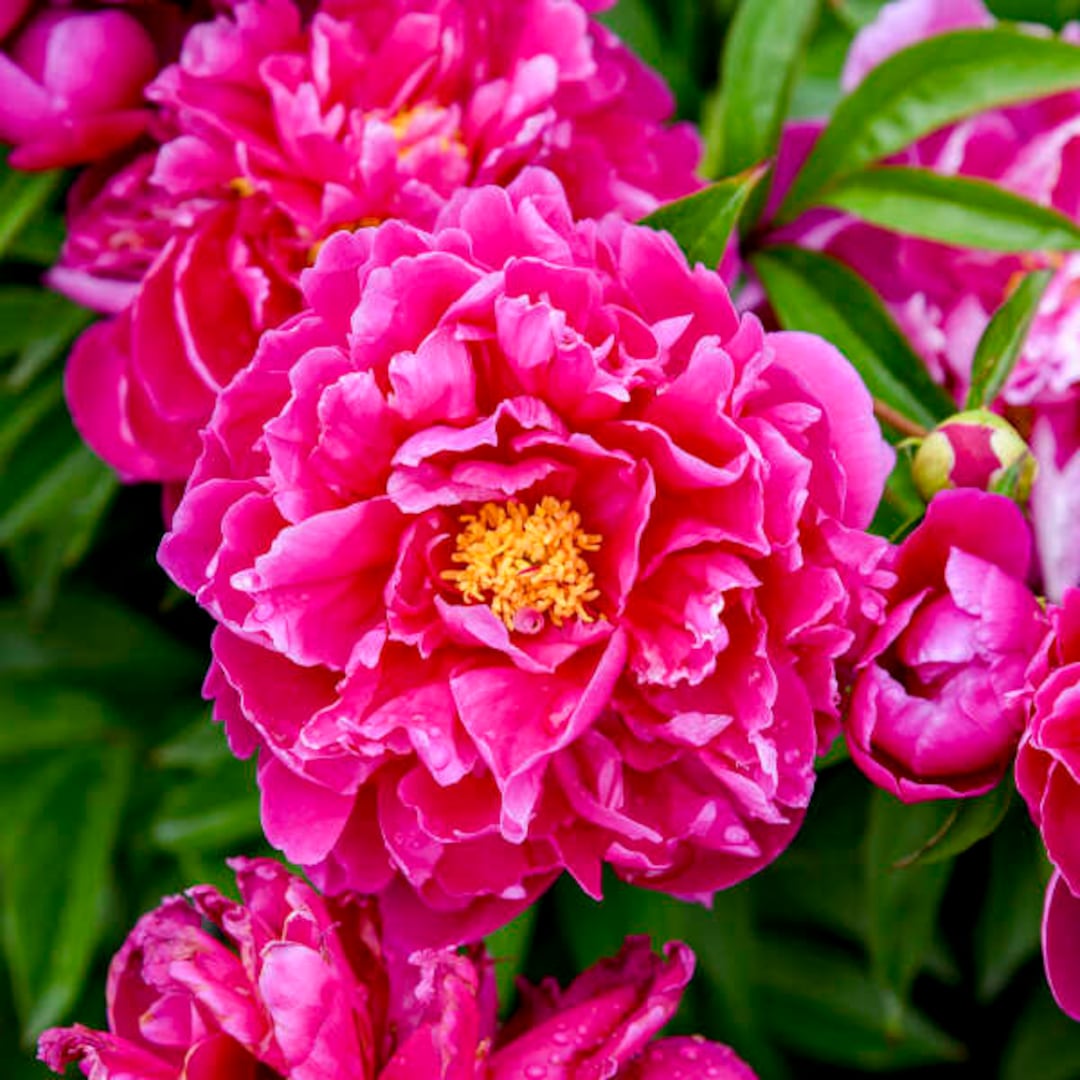 Paeonia Karl Rosenfield peony 3 to 5 Eye Bare Root Plant From Rosie