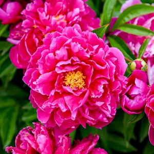 Paeonia Karl Rosenfield Peonía Planta de raíz desnuda de 3 a 5 ojos de Rosie Belle Farm El precio incluye envío gratis imagen 1