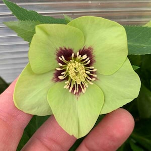 May include: A single green hellebore flower with a maroon center. The flower has five petals and is in full bloom.