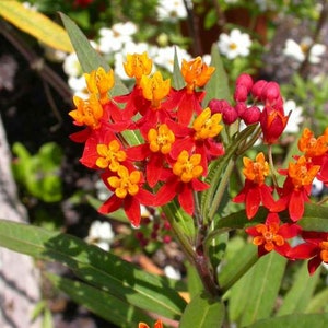 Asclepias curassavica, (Mexican Milkweed) - 3 Well Rooted Starter Plants in 1 Qt Pots Grown at Rosie Belle Farm - Free Shipping