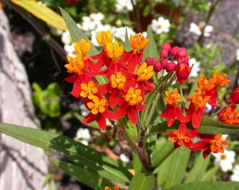 Asclepias curassavica, (Mexican Milkweed) - 3 Well Rooted Starter Plants in 1 Qt Pots Grown at Rosie Belle Farm - Free Shipping