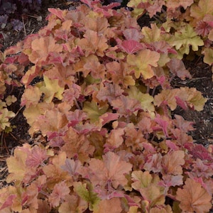 Heuchera Caramel (Coral Bells) - 2 Well Rooted Starter Plants in 1 Qt Pots - Grown at Rosie Belle Farm - Price Includes Free Shipping