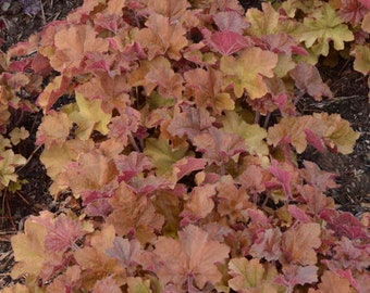 Heuchera Caramel (Coral Bells) - 2 Well Rooted Starter Plants in 1 Qt Pots - Grown at Rosie Belle Farm - Price Includes Free Shipping