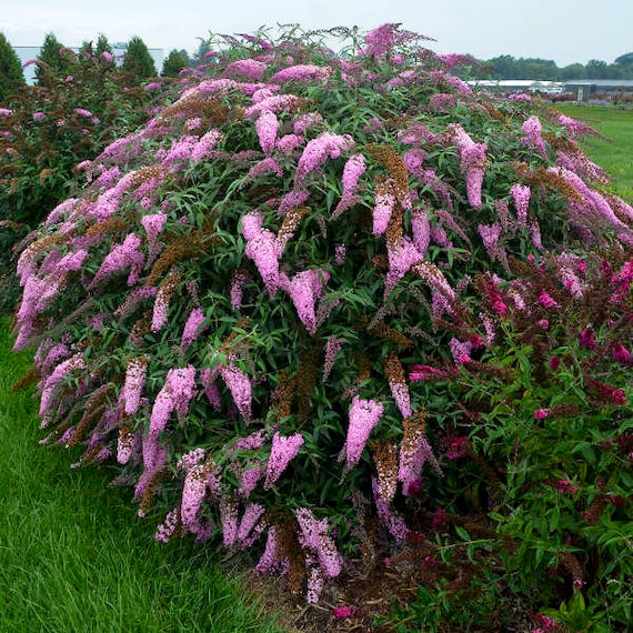 Image of Pink summer lilac bush