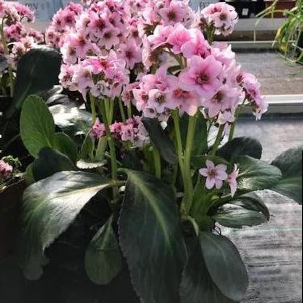 Bergenia Dragonfly Sakura (Pigsqueak) - 3 Well Rooted Starter Plants in 1 Qt Pots Grown at Rosie Belle Farm - Free Shipping Included