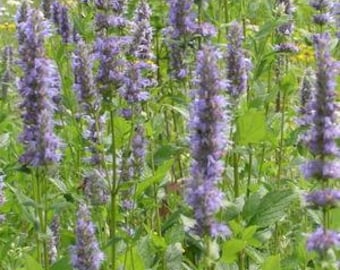 Agastache Foeniculum (Anise Hyssop) 3 Well Rooted Starter Plants in 1 Qt Pots Grown at Rosie Belle Farm - Free Shipping