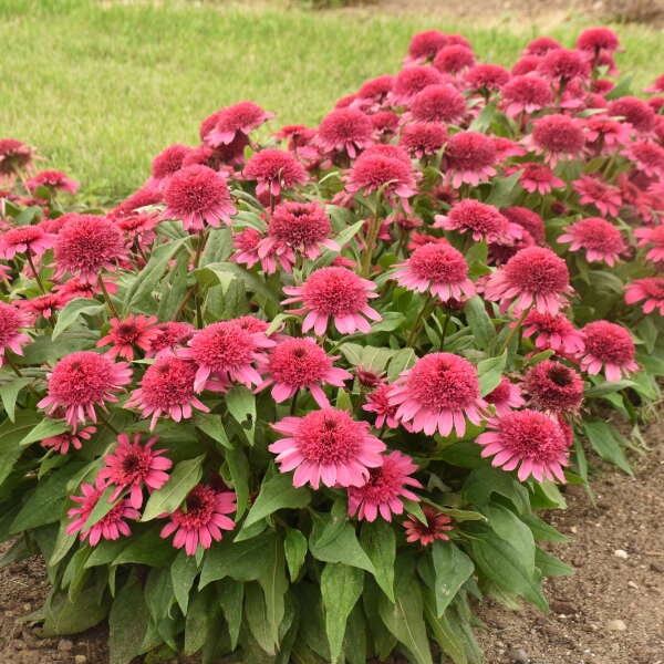 Echinacea Raspberry Beret (coneflower) - 3 Well Rooted Starter Plants in 1 Qt Pots - Grown at Rosie Belle Farm - Price Includes Shipping