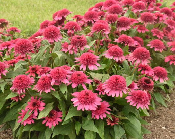 Echinacea raspberry beret coneflower 3 well rooted starter plants