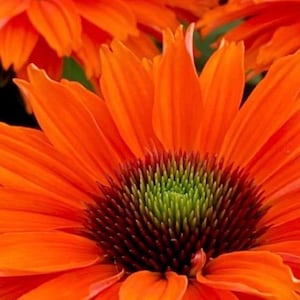 Echinacea Sunseekers Mineola (Coneflower) - 3 Well Rooted Starter Plants in 1 Qt Pots Grown at Rosie Belle Farm - Free Shipping Included