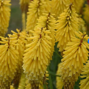 Kniphofia Gold Rush (Red Hot Poker) - 3 Well Rooted Starter Plants in 1 Qt Pots Grown at Rosie Belle Farm - Price Includes Shipping