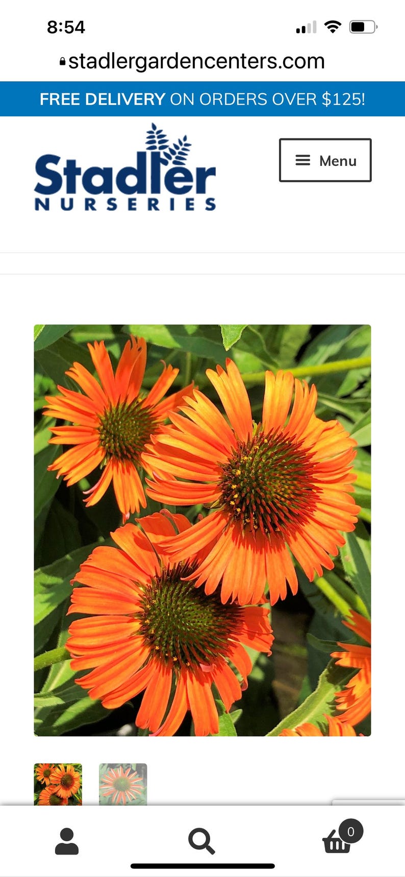 RosieBelleFarm Echinacea Butterfly - Thumbnail 3