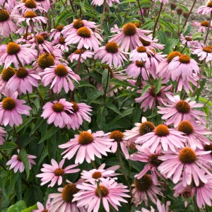 Echinacea Magnus (Coneflower)- 3 Well Rooted Starter Plants in 1 Qt Pots - Grown at Rosie Belle Farm - Price Includes Free Shipping