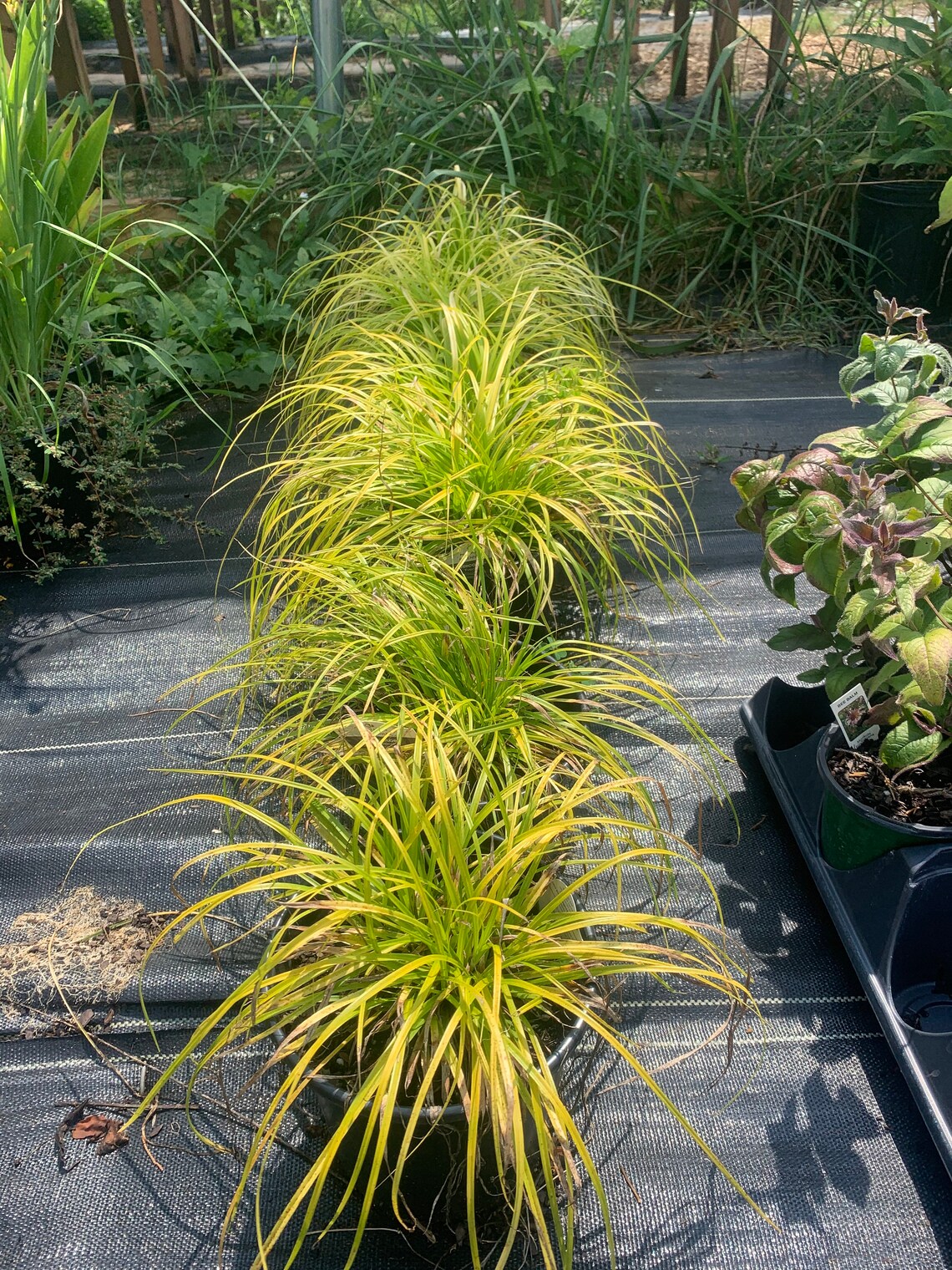 Japanese Sedge Everillo Carex Oshimensis Grown at Rosie Etsy
