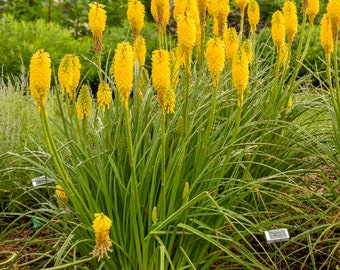 Kniphofia Solar Flare (Red Hot Poker) 3 Well Rooted Starter Plants in 1 Qt Pots Grown at Rosie Belle Farm - Price Includes Free Shipping