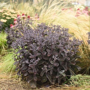 Sedum &#39;Black in Black&#39; (Stone Crop) - 3 Well Rooted Starter Plants in 1 Qt Pots (Reserve for April 20, 2023 Shipping) - Free Shipping