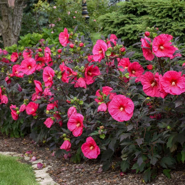 Hibiscus 'Evening Rose ' Rose Mallow' - 2 Well Rooted Starter Plants in 1 Qt Pots Grown at Rosie Belle Farm - Price Includes Shipping