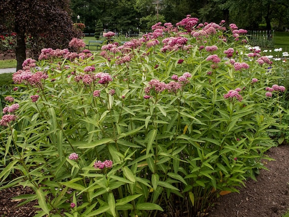 Asclepias Incarnata Swamp Mil Weed 3 Well Rooted Starter - Etsy