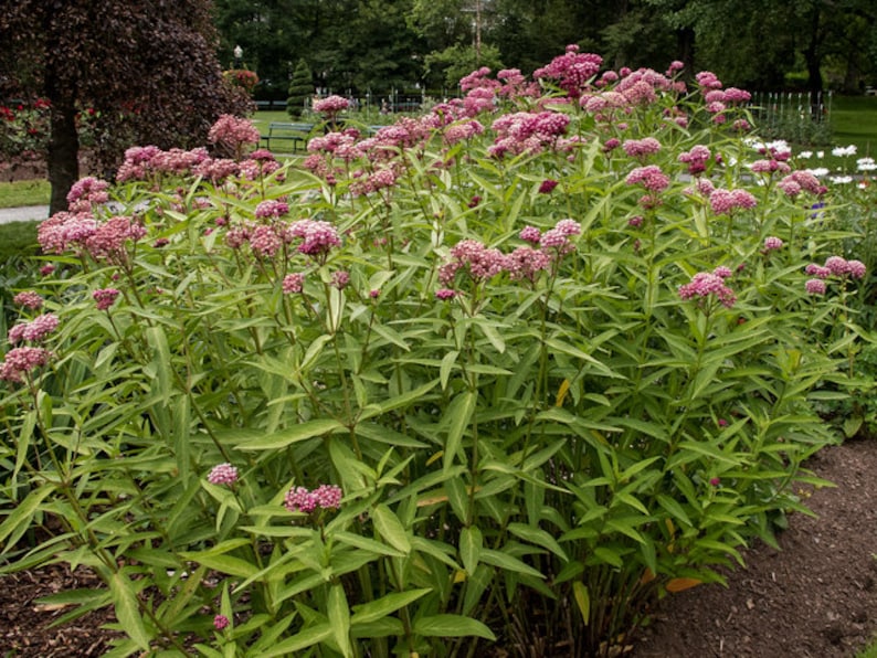 Asclepias Incarnata Swamp Mil Weed 3 Well Rooted Starter Plants in 1 Qt ...