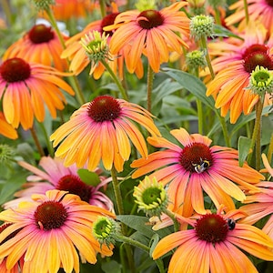 Echinacea Butterfly Rainbow Marcella - 3 Well Rooted Starter Plants in 1 Qt Pots  AVAILABLE MAY 15, 2024- Free Shipping Included