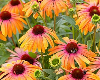 Echinacea Butterfly Rainbow Marcella - 3 plantas iniciales bien enraizadas en macetas de 1 cuarto DISPONIBLE EL 15 DE MAYO DE 2024 - Envío gratuito incluido