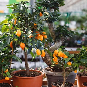 Meiwa Kumquat - 1- 3-4' Tall Tree in a 4x4x14" Pot   - Free Shipping