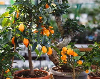 Meiwa Kumquat - 1- 3-4' Tall Tree in a 4x4x14" Pot   - Free Shipping