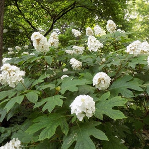 Hydrangea quercifolia, Snow Queen 2 Well Rooted Starter Plants in 1 Qt Pots Reserve For Shipping May 1 Price Includes Shipping image 1