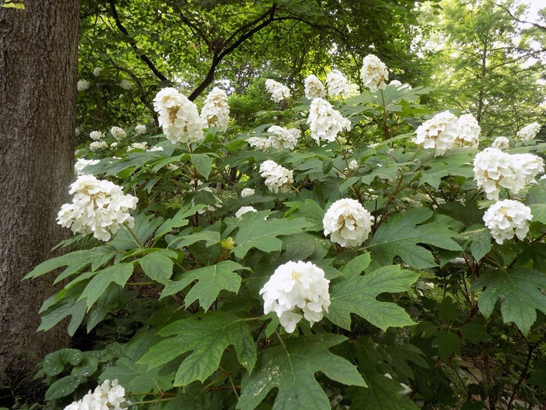 Hydrangea quercifolia, Snow Queen 2 Well Rooted Starter Plants in 1 Qt Pots Reserve For Shipping May 1 Price Includes Shipping image 1