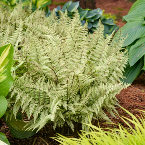 Ahtyrium Ghost Fern 3 Well Rooted Starter Plants in 1 Qt Pots Grown at Rosie Belle Farm  - Free Shipping