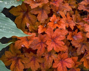 Heucherella 'Pumpkin Spice' (foamy bells)- 3 Well Rooted Starter Plants in 1 Qt Pots Grown at Rosie Belle Farm - Price Includes Shipping