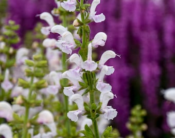 Salvia ' Snow Kiss' (Perennial Salvia) - 3 Well Rooted Starter Plants in 1 Qt Pots Grown at Roise Belle Farm - Free Shipping