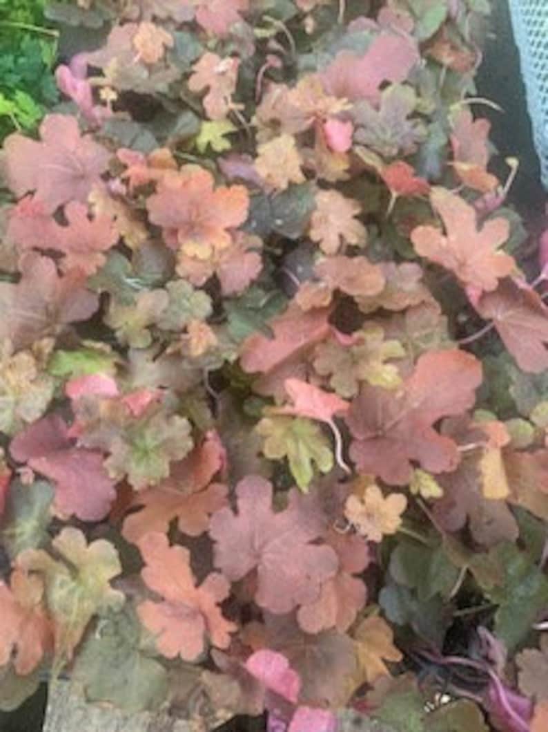 Heucherella red rover