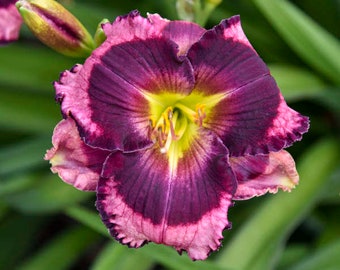 Hemerocallis Storm Shelter (Daylily) - 3  Well Rooted Starter Plants in 1 Qt Pots Grown at Rosie Belle Farm - Free Shipping